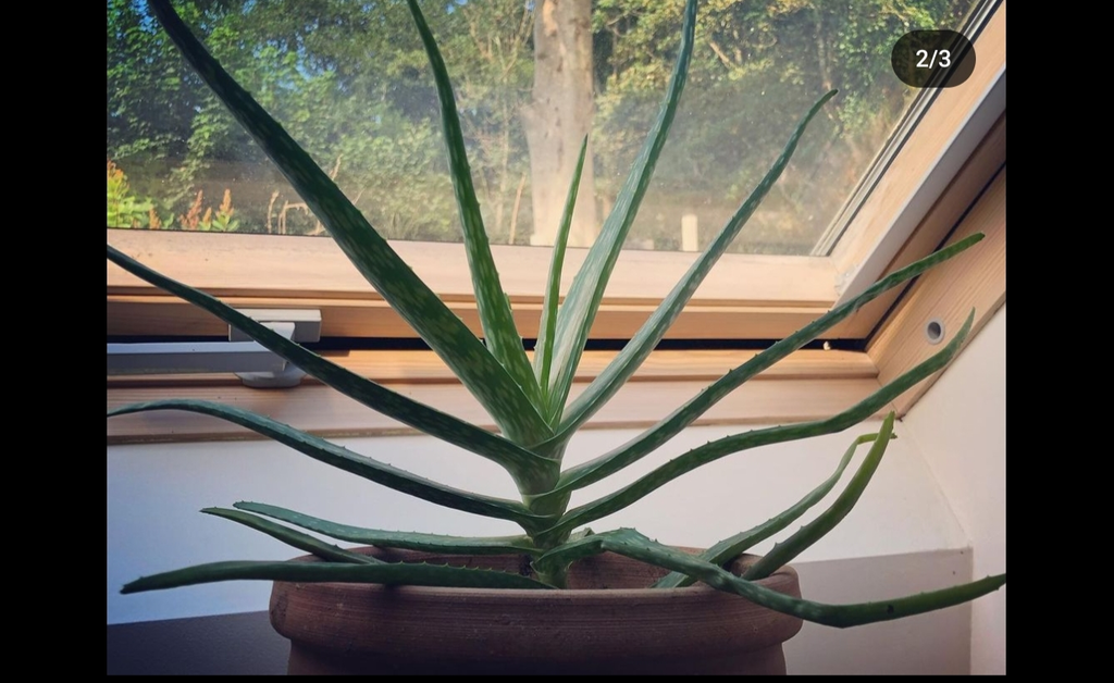 A fully grown Aleo Vera plant is placed in front of a glass window in a desert-themed bedroom.