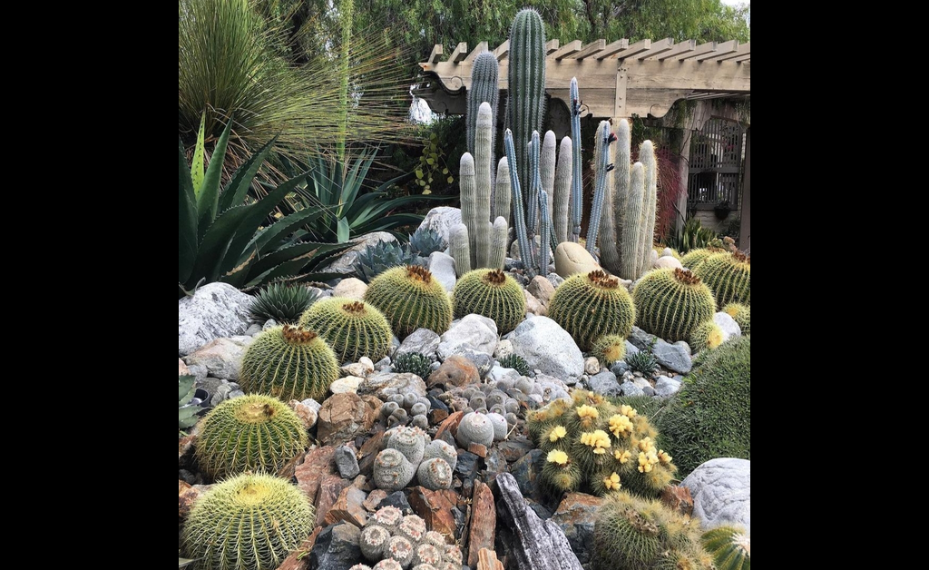 Barrel cactus grown in a home ground, perfect for a desert-themed bedroom.