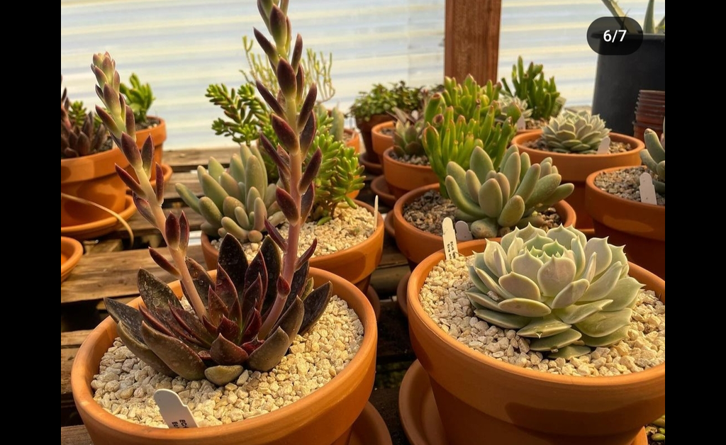 Echeverias plants in pots in open air.