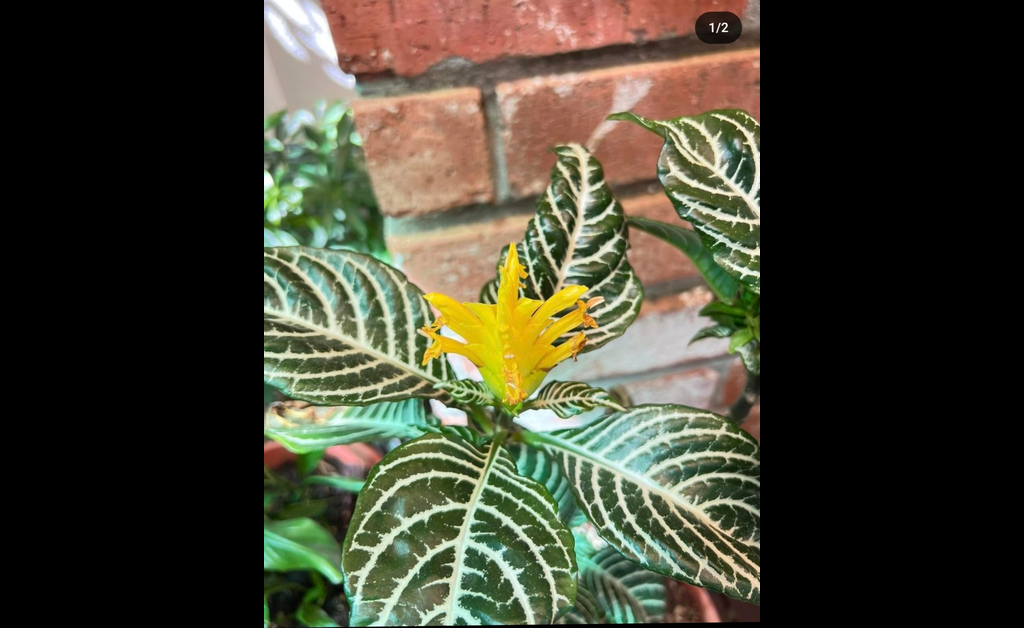 Beautiful leaves of zebra plants.