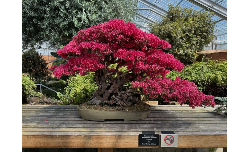 A pink small bonsai tree ina pot held on a wooden table.